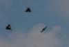 krogulec_i_sroki_zb_dobczycki_viii_2009_t1.jpg