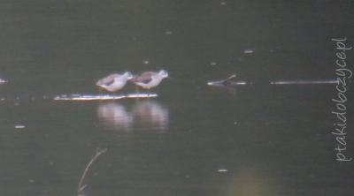 brodziec_plawny_zb_dobczycki_16vii2012_1.jpg