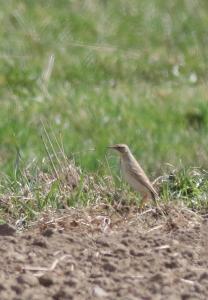 20180408_swiergotek_polny_osieczany1.jpg
