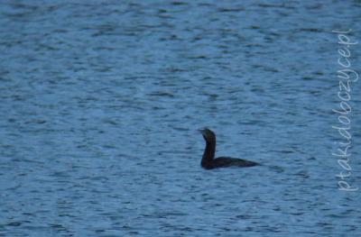 kormoran_maly_zbiornik_bobczycki_24_xi_2009.jpg