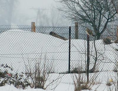 uszatka_blotna_pierzchow_i_2010_jn.jpg